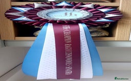 Ragdoll cats for sale: GCCF REG PET KITTENS CHAMPION IMPORT BLOODLINES - Image 8