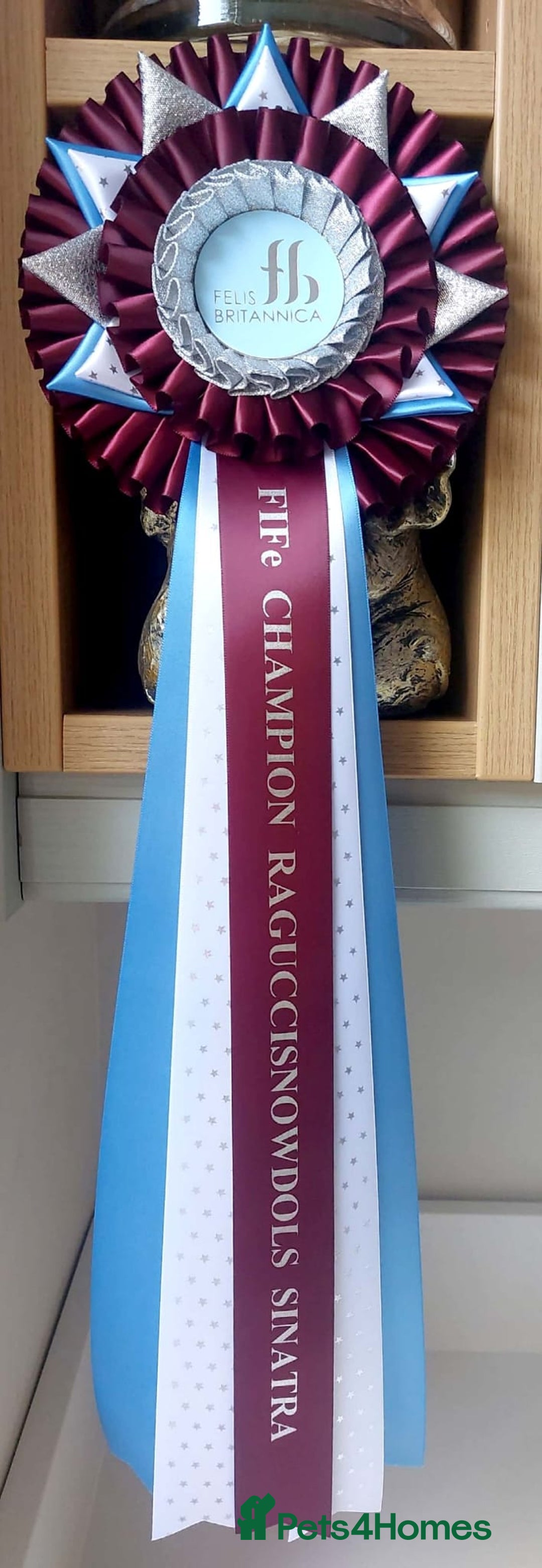 Ragdoll cats for sale: GCCF REG PET KITTENS CHAMPION IMPORT BLOODLINES - Image 8