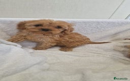 Cavapoo dogs for sale: Beautiful cavapoo fur babies  - Image 8