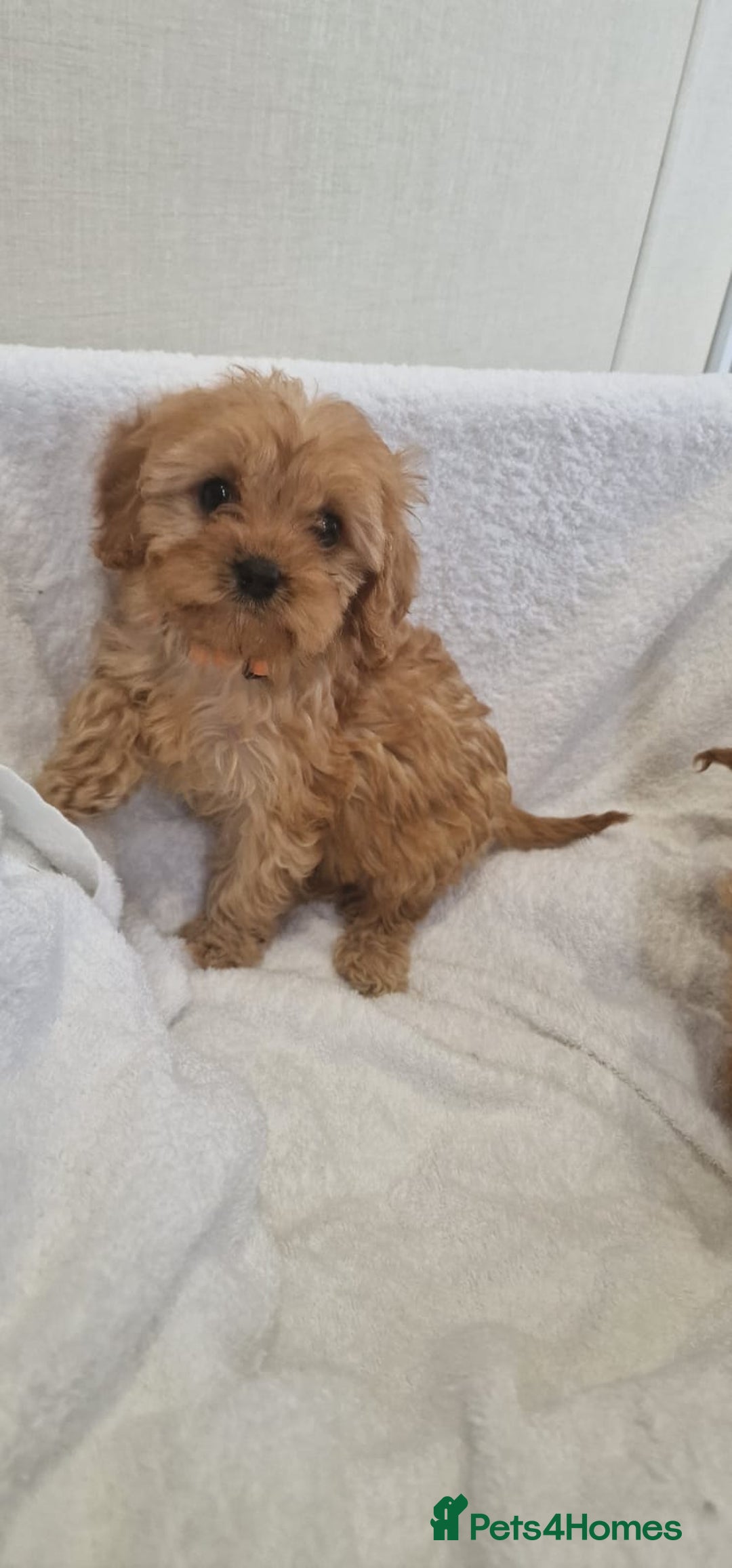 Cavapoo dogs for sale: Beautiful cavapoo fur babies  - Image 8