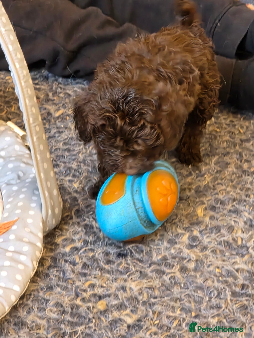 Cockapoo dogs for sale: Cockapoo puppies - Advert 7