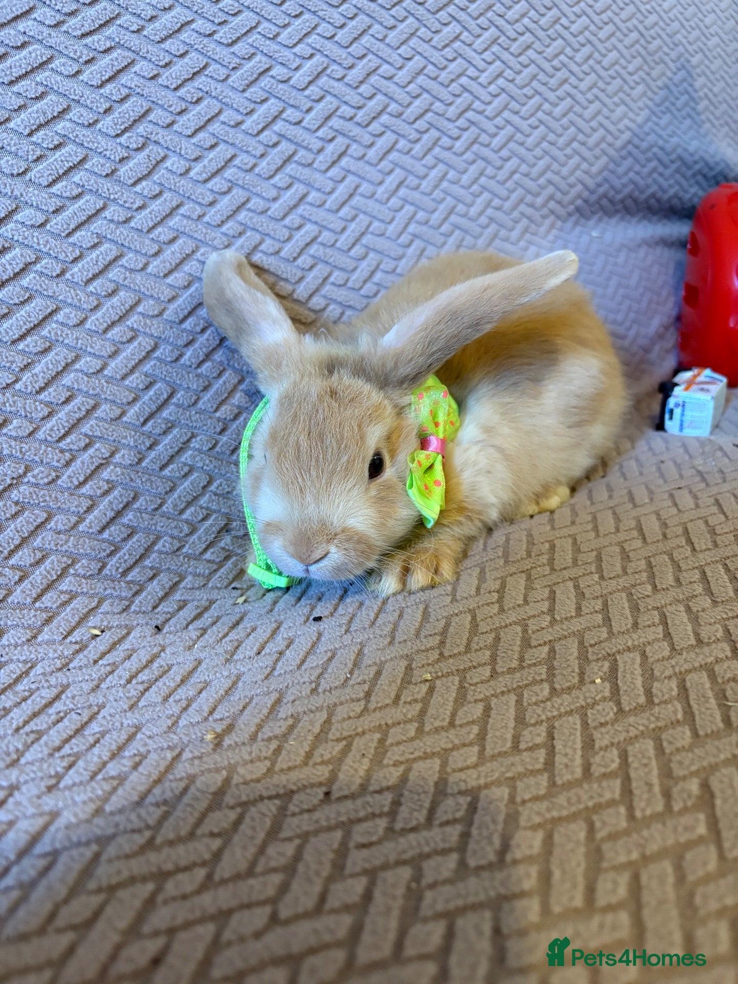 Mixed Breed rabbits Baby rabbits - Advert 16