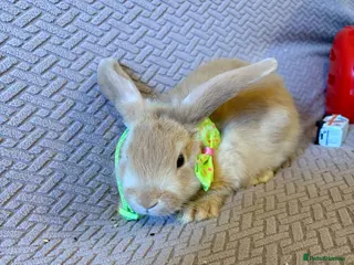 Mixed Breed rabbits Baby rabbits - Advert 2