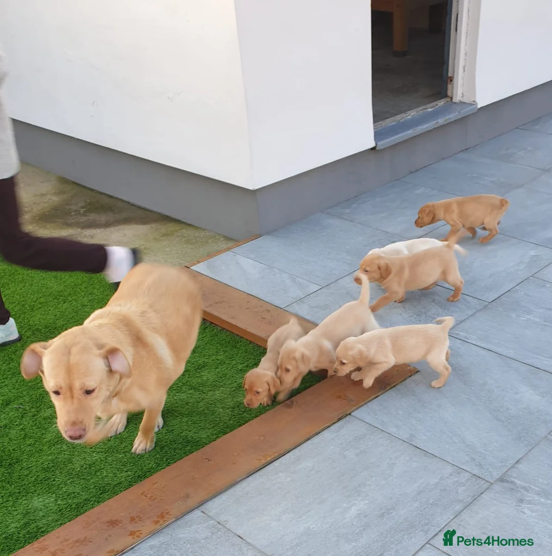 Labrador Retriever dogs for stud: Fox red Labrador up for stud duties ( PROVEN)  in Hengoed - Advert 8