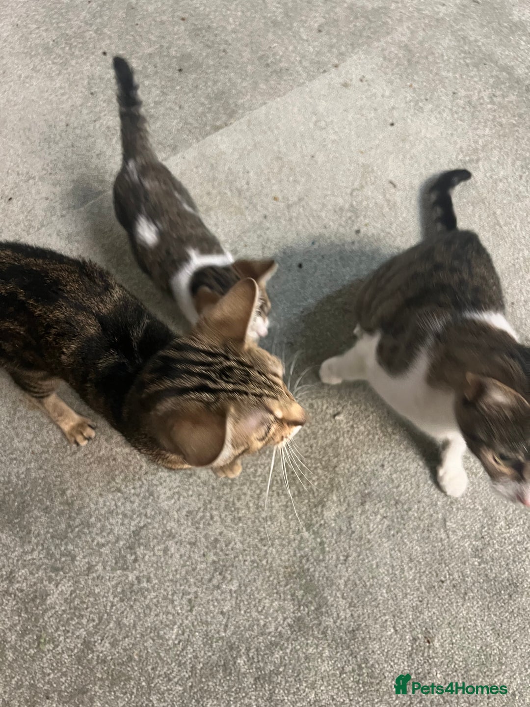 British Shorthair cats for sale: Wonderful cat family looking for a new home! 🐱 - Image 4