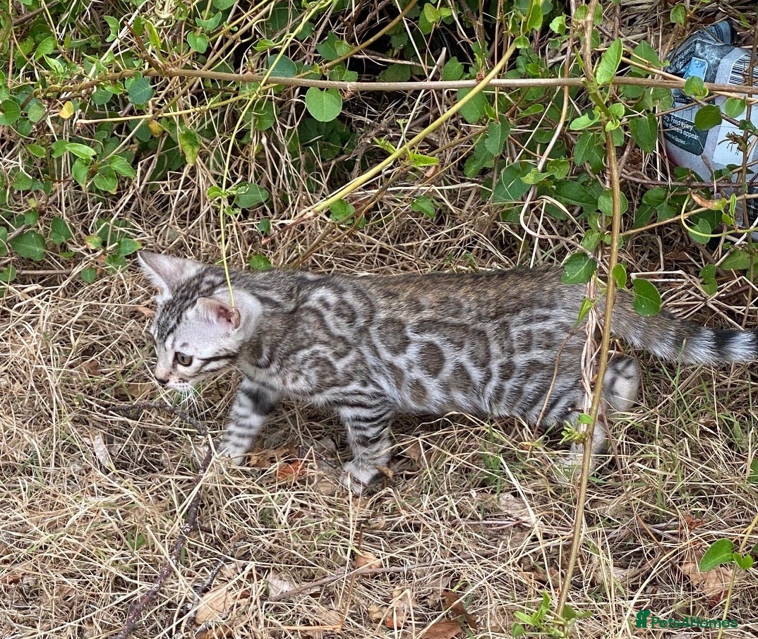Bengal cats  Stunning Full Pedigree Rosetted Bengal Kittens - Advert 5