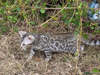 Bengal cats Stunning Full Pedigree Rosetted Bengal Kittens - Advert 5