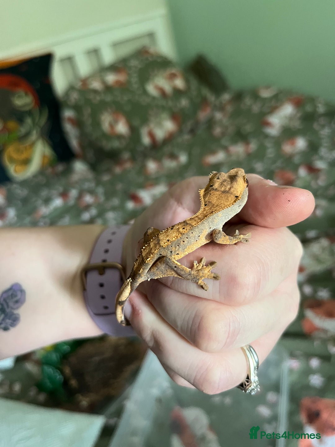 Gecko reptiles for sale: Lilly white and Dalmatian harlequin crested geckos - Image 20