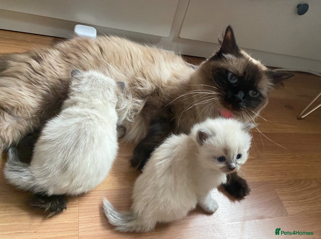 Ragdoll cats for sale: Blue eyed Ragdoll Kittens  - Advert 26