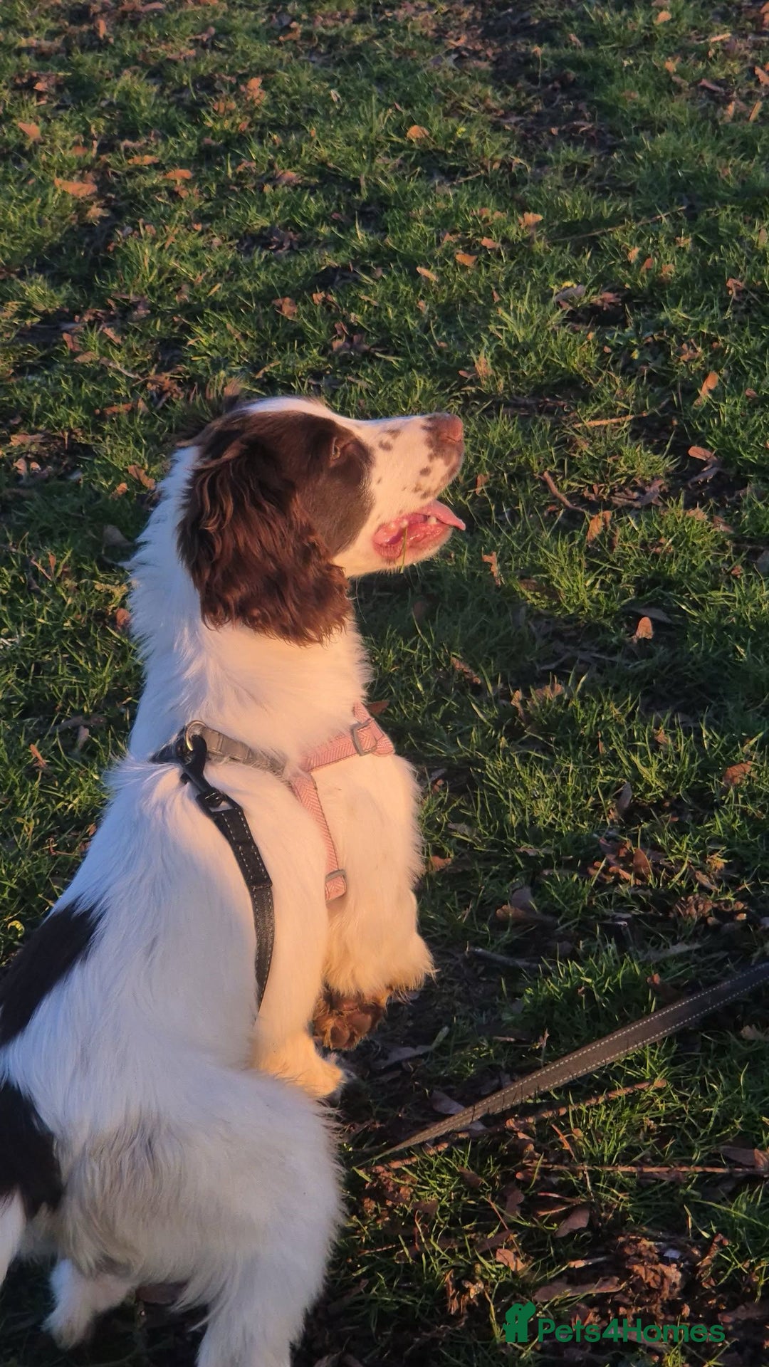 Sprocker dogs for sale: Sprocket for sale - Advert 1