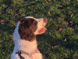 Sprocker dogs Sprocket for sale - Advert 15