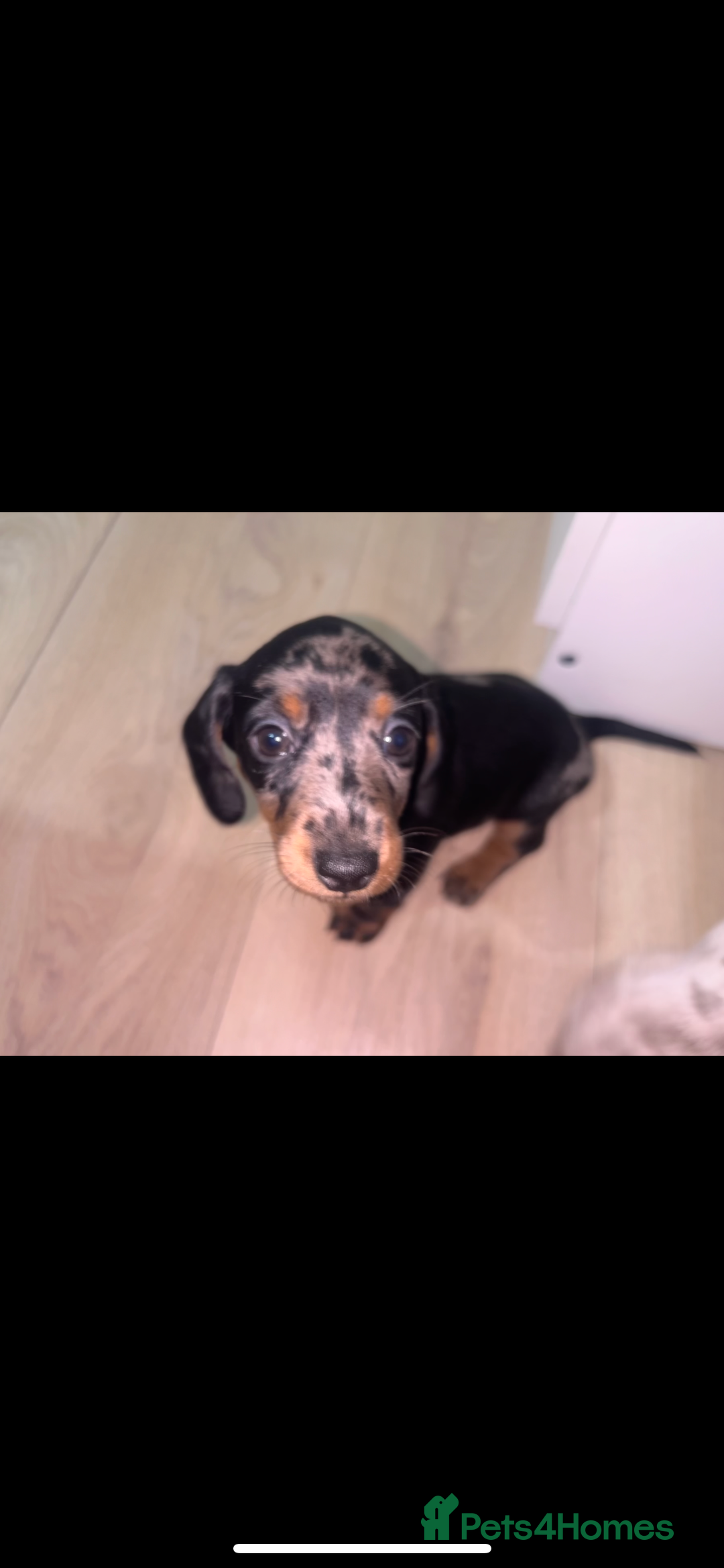 Dachshund dogs for sale: 🐾 Purebred Dachshund Puppies for Sale! 🐾 - Advert 21