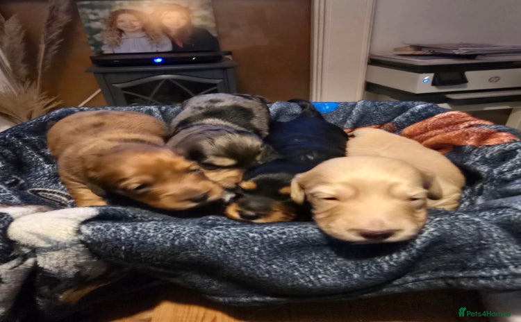 Miniature Dachshund dogs Long haired Miniature Dachshund - Advert 12