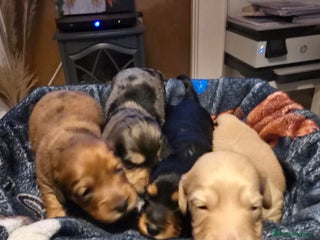 Miniature Dachshund dogs Long haired Miniature Dachshund - Advert 14