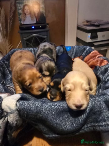 Miniature Dachshund dogs Long haired Miniature Dachshund - Advert 12