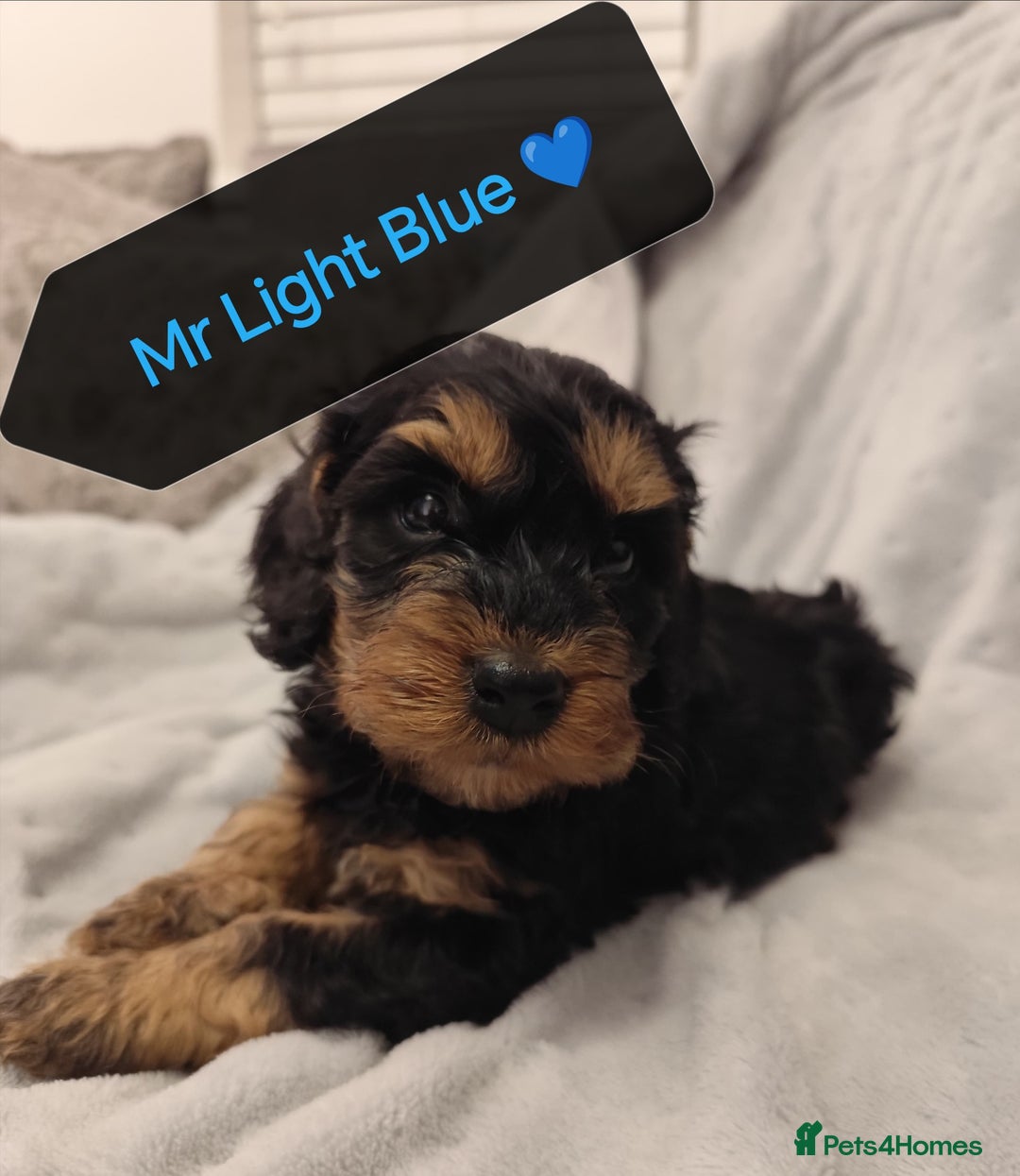 Cockapoo dogs for sale: 🐶Beautiful F1 Cockapoo Puppies🐾 - Image 6