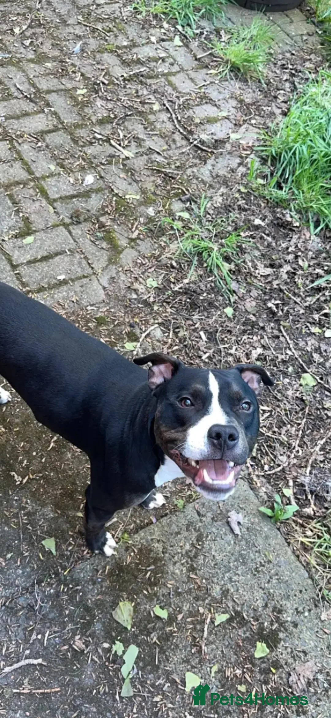Mixed Breed dogs for sale: Staffy cross  - Advert 3