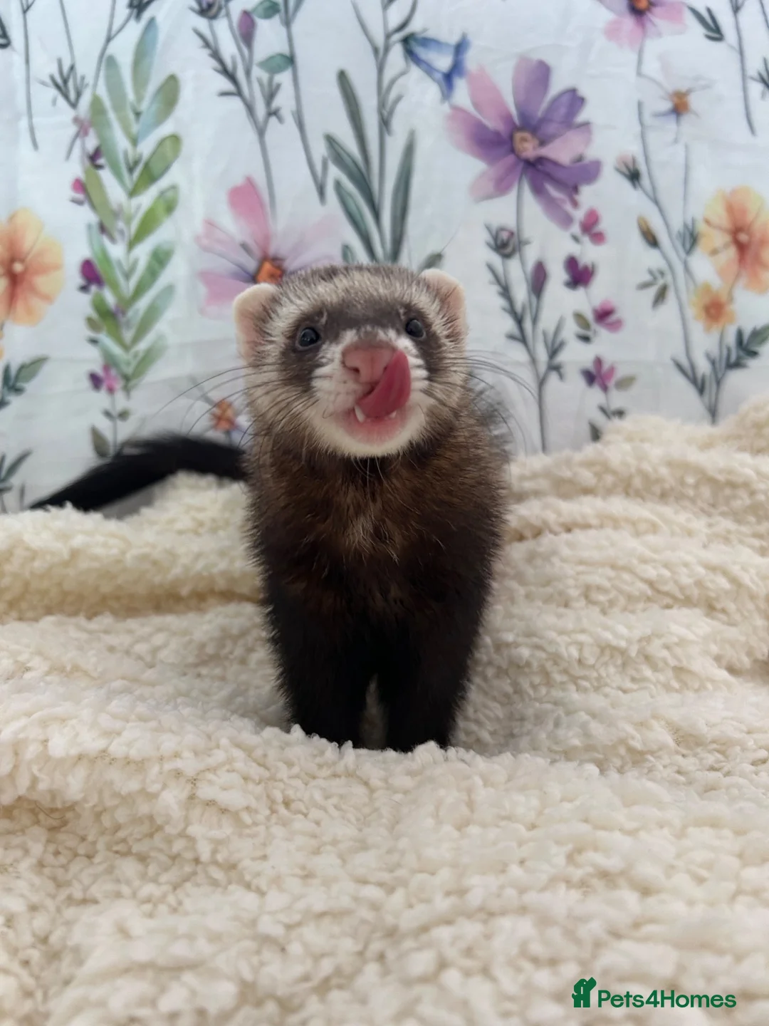 Ferret rodents for sale: Jill is 13 weeks Hob is 14 weeks. - ISLE SHEPPEY - Advert 2