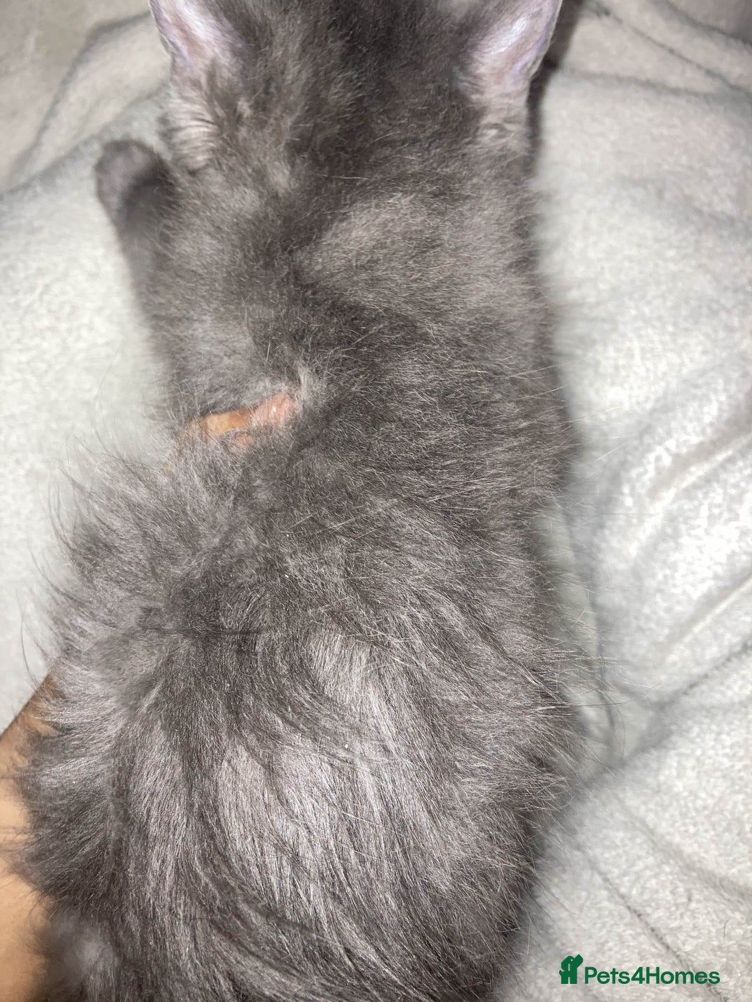 British Longhair cats for sale: British long hair (curly tail) - Image 5