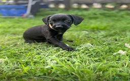 Mixed Breed dogs for sale: Pattendales cross ready now 🩷 - Image 9