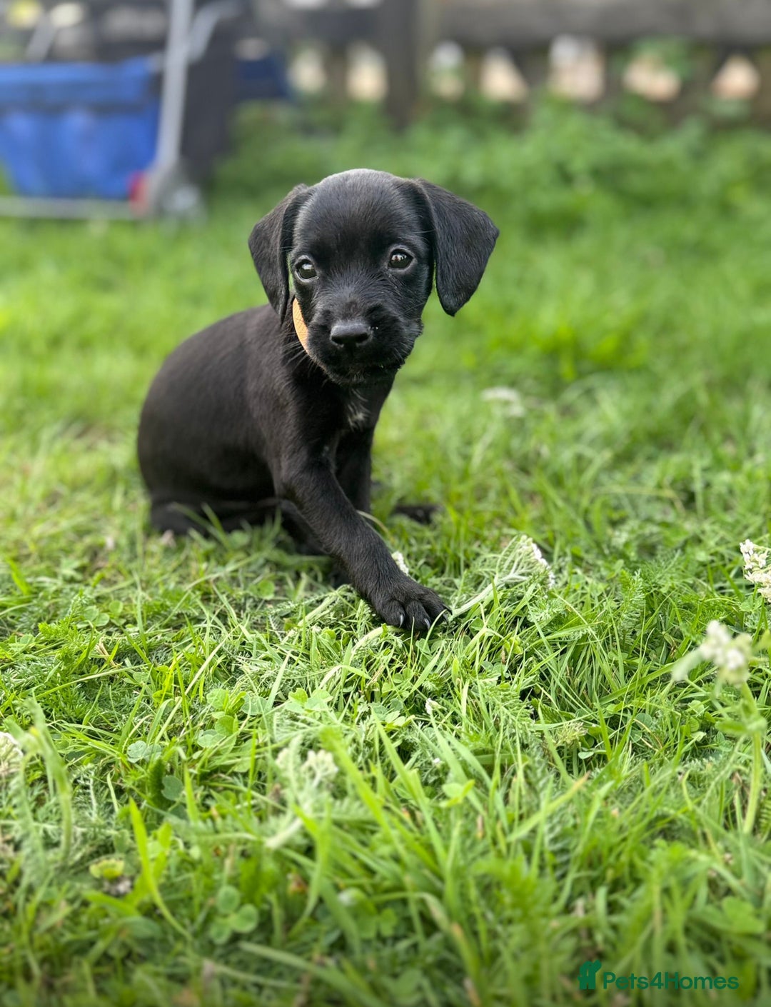 Mixed Breed dogs for sale: Pattendales cross ready now 🩷 - Image 9