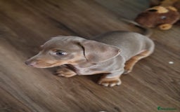 Dachshund dogs for sale: *Ready To Leave* Beautiful Dachsund Girl - 9 Weeks - Image 4