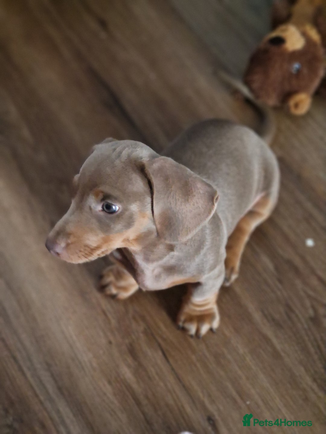 Dachshund dogs for sale: *Ready To Leave* Beautiful Dachsund Girl - 9 Weeks - Image 4