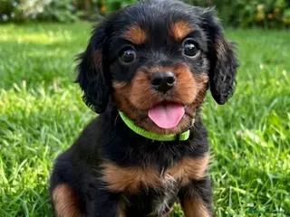 Cavalier King Charles Spaniel dogs RKC KING CHARLES CAVALIER SPANIEL PUPPIES - Advert 3