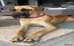 Great Dane dogs for sale: Stunning litter of 9 Great Danes  - Image 5