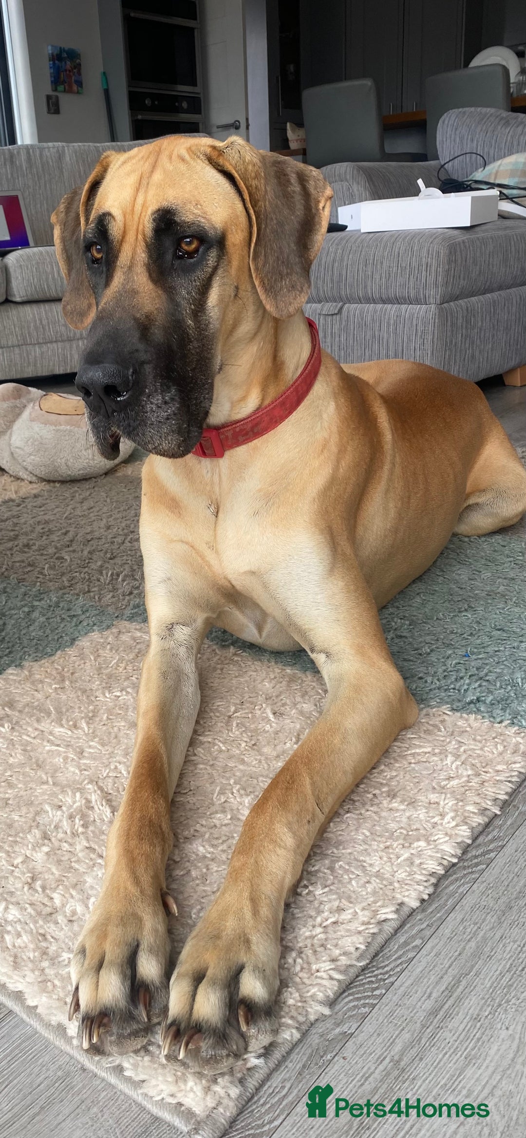 Great Dane dogs for sale: Stunning litter of 9 Great Danes  - Image 5