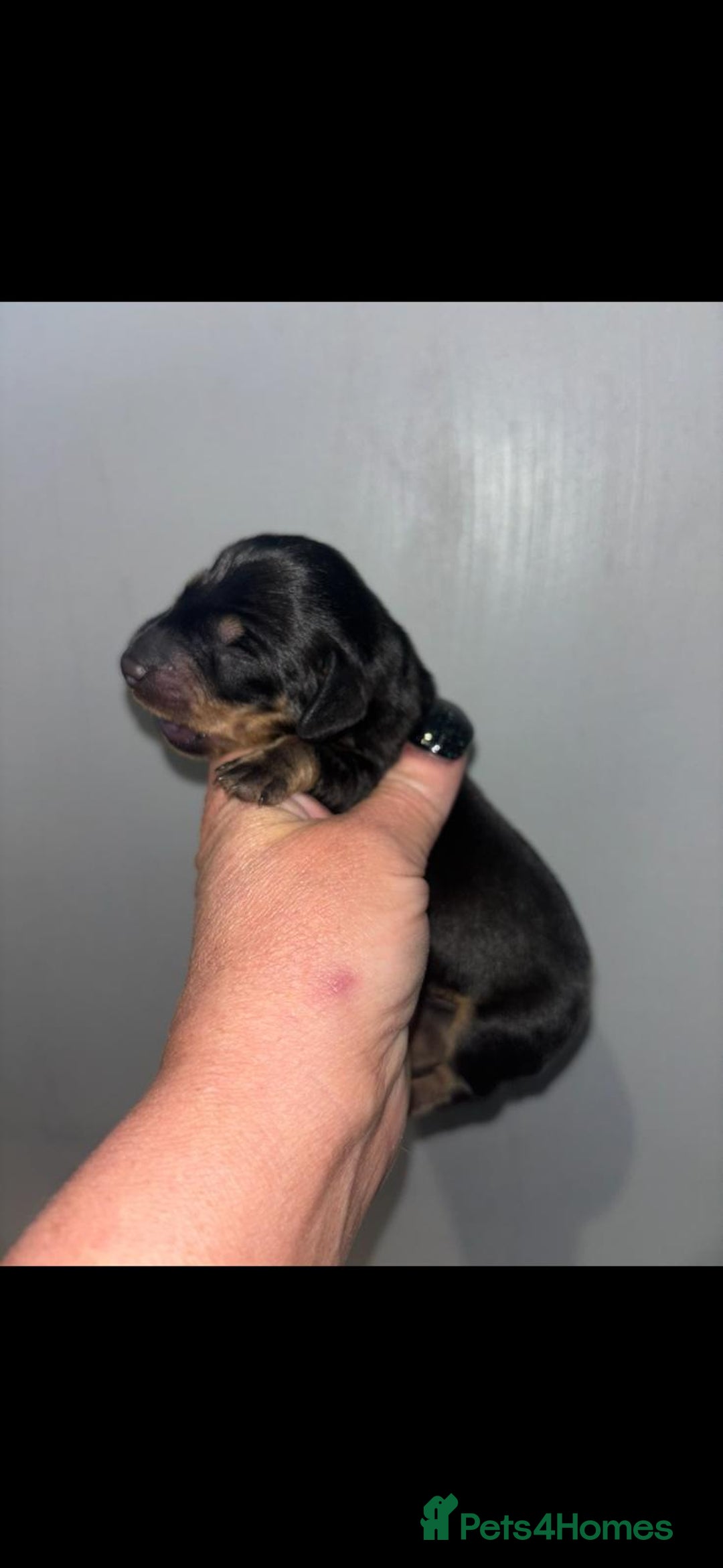 Dachshund dogs for sale: Miniature dashboard babies  - Advert 2