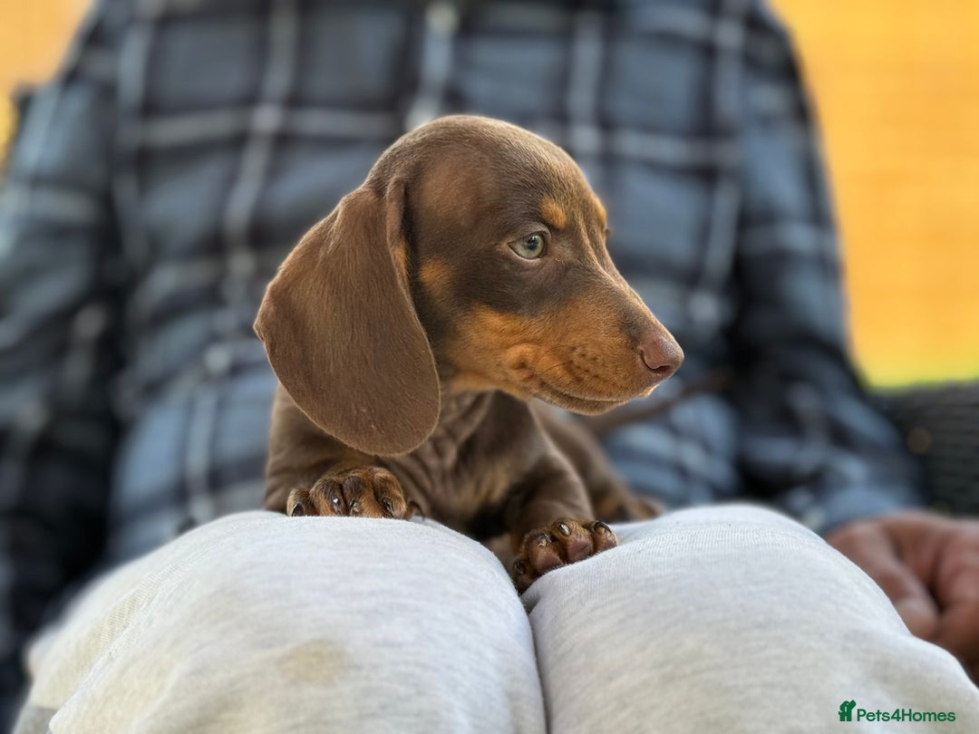 Miniature Dachshund dogs for sale: 🩷Tiny Babies Can’t wait to Go Home🩷 - Image 11