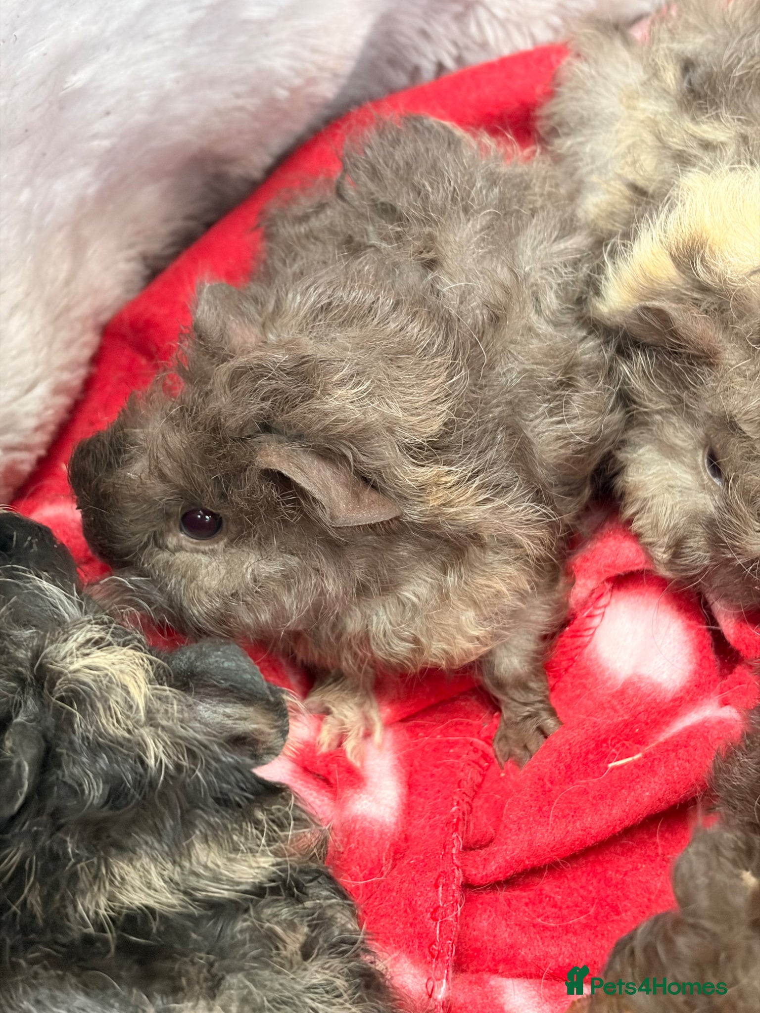Guinea Pig rodents for sale: BEAUTIFUL BABY BOY GUINEA PIGS - Advert 20