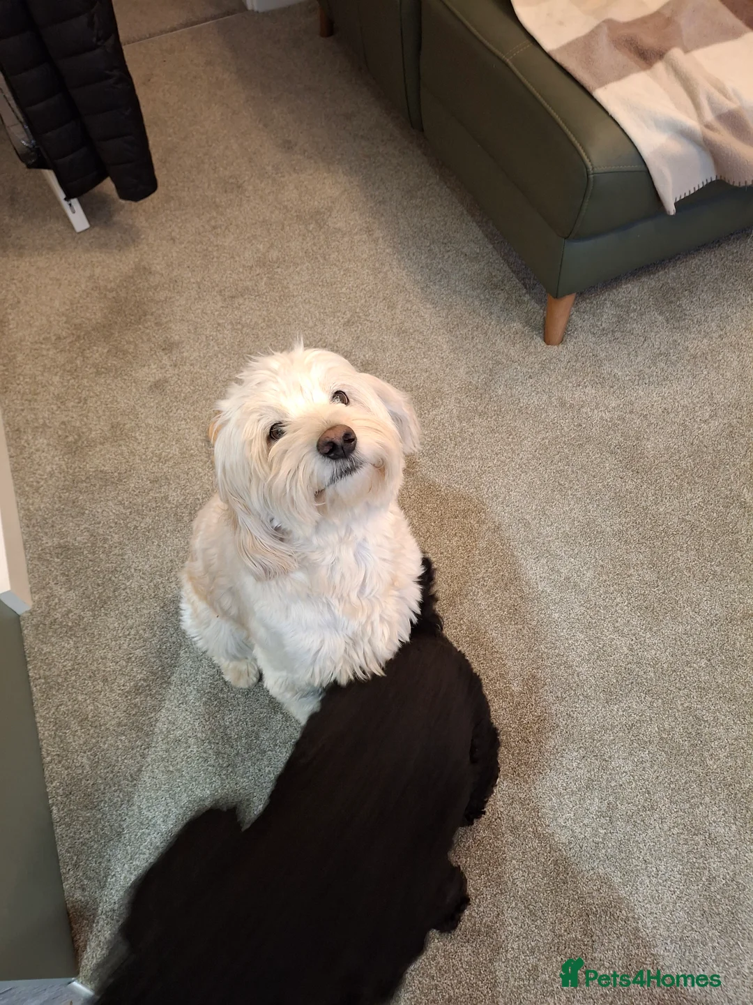 Cockapoo dogs for sale: 2 x cockapoos - Advert 2