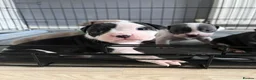 Staffordshire Bull Terrier dogs for sale: 7 staffie puppies in Liverpool - Advert 7