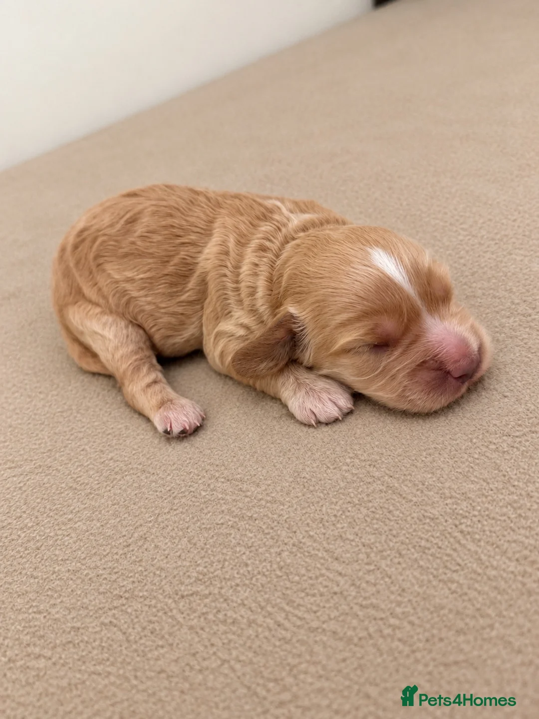 Cockapoo dogs for sale: F1b Cockapoo Puppies🐾 - Advert 2