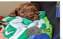 Cavapoo dogs for sale: Waiting List now open - DARK RED PREMIUM QUALITY - Image 29