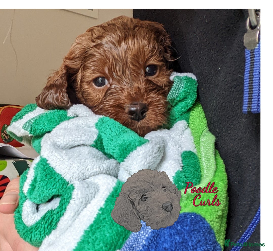Cavapoo dogs for sale: Waiting List now open - DARK RED PREMIUM QUALITY - Image 29