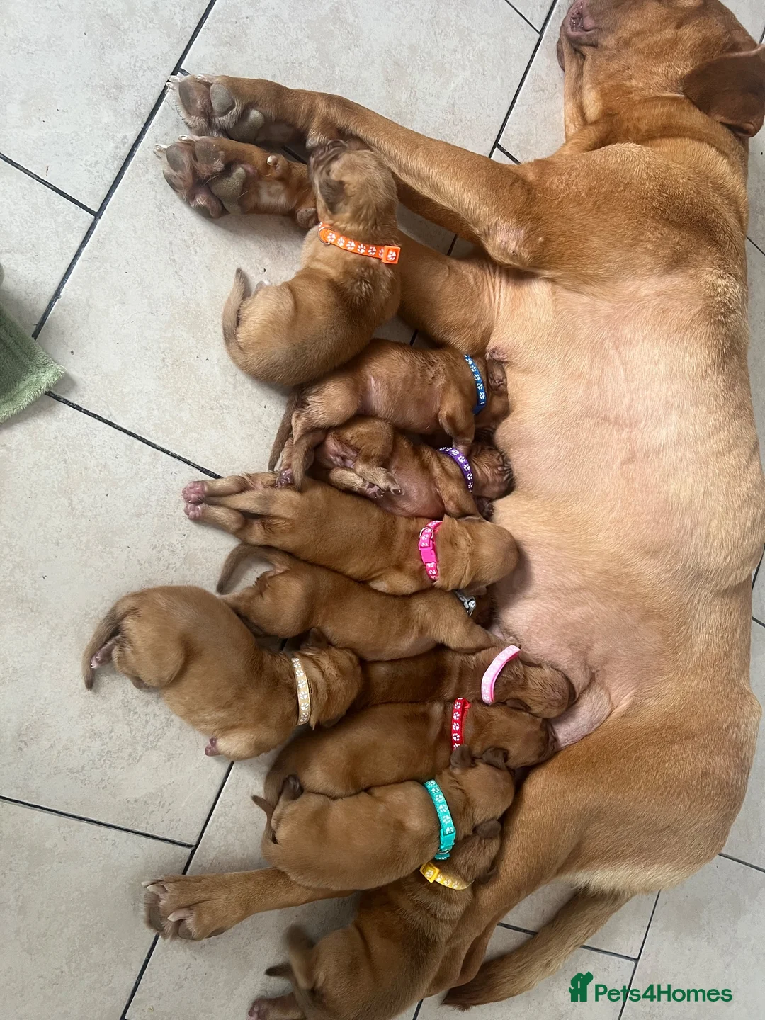 Dogue De Bordeaux dogs for sale: Dogue de Bordeaux 🐶 last 4 remaining 💙💙🩷🩷 - Advert 2