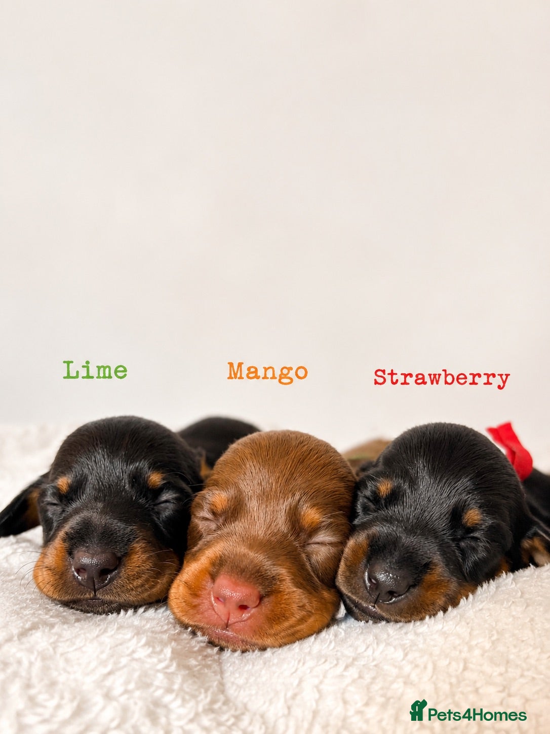 Miniature Dachshund dogs Beautiful pedigree miniature dachshund  - Advert 5