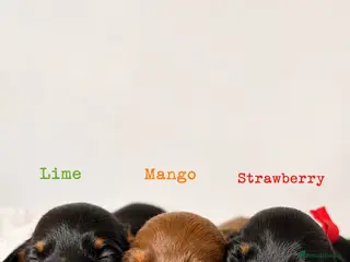 Miniature Dachshund dogs Beautiful pedigree miniature dachshund - Advert 5