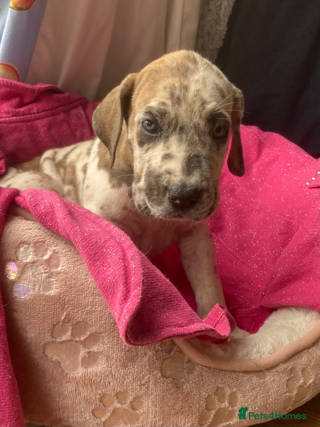 Great Dane dogs for sale: Harlequin pups  - Image 14