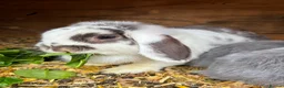 Mini Lop rabbits for sale: Baby mini lops / lion lops in Nottingham - Advert 33