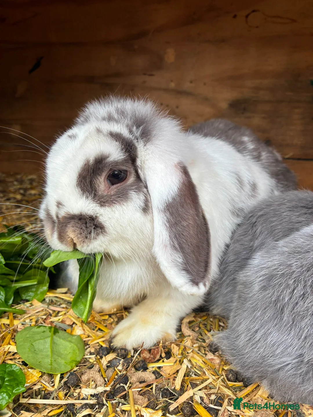 Mini Lop rabbits for sale: Baby mini lops / lion lops in Nottingham - Advert 33
