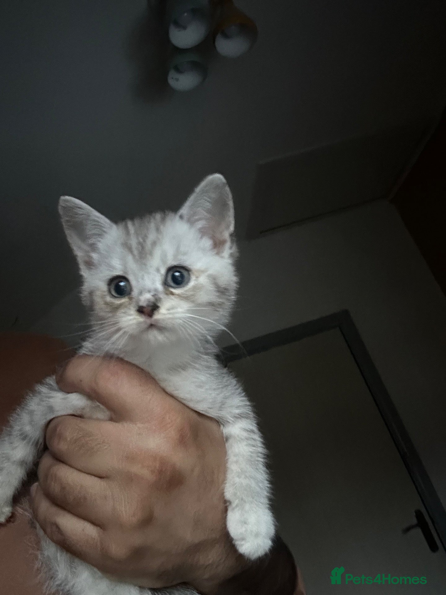 British Shorthair cats Silver shaded british shorthair kittens  - Advert 2