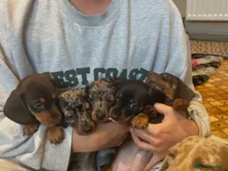 Miniature Dachshund dogs BEAUTIFUL PUPPIES in Ipswich - Advert 1