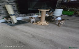 Bengal cats for sale: 4 beautiful bengal kitten  - Image 6