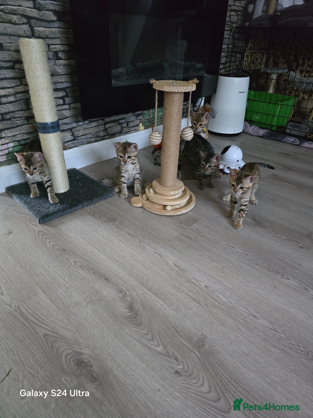 Bengal cats for sale: 4 beautiful bengal kitten  - Image 6