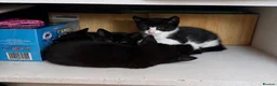 Domestic Shorthair cats for sale: 4 kittens  - Advert 4