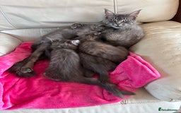 Ragcoon cats for sale: Beautiful Maine Coon x Ragdoll Kittens  Available - Image 8